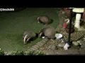 BADGER & CUBS
