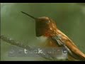 Hummingbird