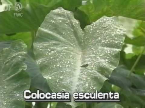 how to care for colocasia esculenta