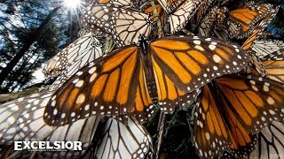 La reserva de la biosfera, cumple ocho años de ser patrimonio mundial de la humanidad, fue incluida debido a su belleza excepcional
