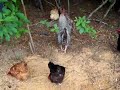 chickens,turkeys,quail,birds, hogs,brooder box,chicks,dove