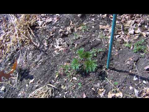 how to transplant fern peonies
