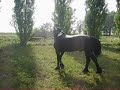 Frison Frison