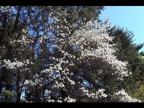 how to replant dogwood tree