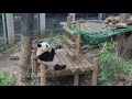 シャンシャン694日齢（2）2019年5月7日撮影