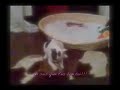 Beyoncë Bouledogue Français