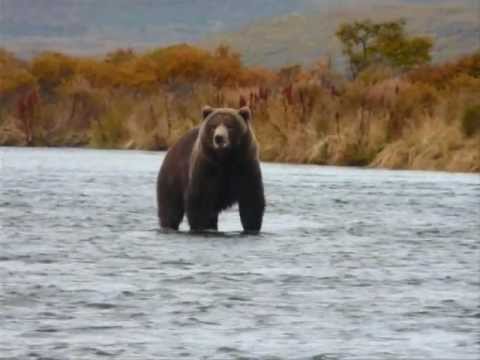 kodiack bear