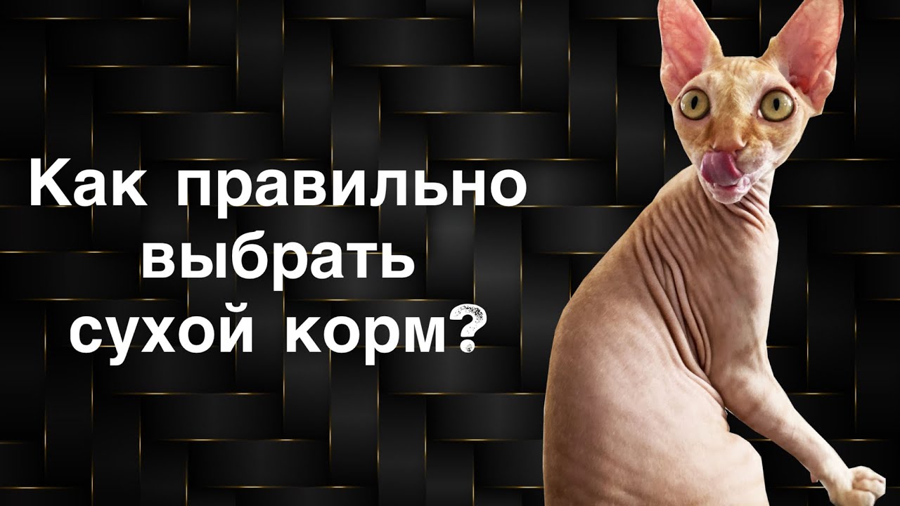 🥇Как выбрать сухой корм для кошки? Корм для канадского сфинкса