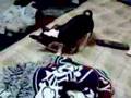Basenji video