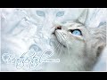 Graystripe\