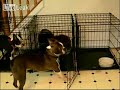 Psy w Prison Break