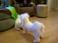 Coton de Tulears: Nismo vs Porscha