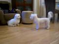 Coton