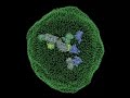 Cell