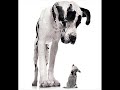 Mix of Animals