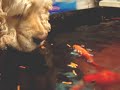 american Cocker spaniel and fish