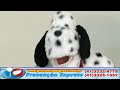 Fantoche Dálmata.mp4
