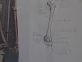 The Importance of Anatomy The Importance of Anatomy