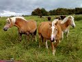 Haflinger Horses