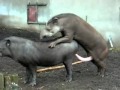 girl teen 9x thu dam o ha noi Dong vat Giao phoi - YouTube