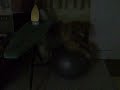 dog with fitball 2