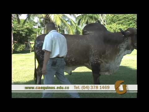 CAEQUINOS Pie de cria del ganado gyr