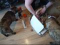 Serial French Bulldogs: Bundy and Tillie's 2nd birthday