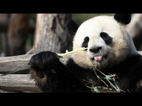 Berlin: Pandas Schtzchen und Trumchen flirten im Berliner Zoo