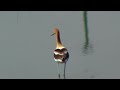Avoceta Americana - Recurvirostra americana by trucha1618xx