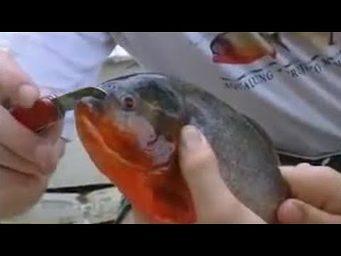 Fish - piranhas will even try and bite through metal - Ultimate Killers - BBC wildlife