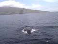 maui-whale-watching.html