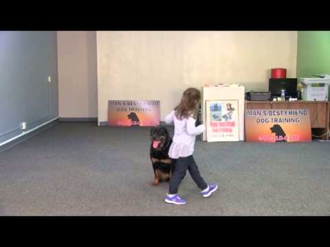 Layla the Rottweiler in Action