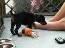 Dobermann Kennel Russkaja Mechta