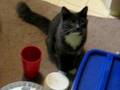 videos de Ryanocerious Chatter