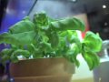 video basil