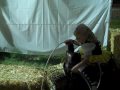 pumpkin patch games