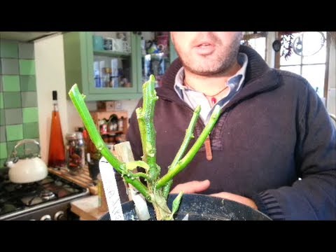 how to fertilize chili peppers