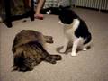 cat fight