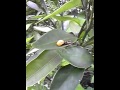 テントウムシの伏臥上体そらし.avi
