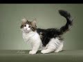 Norwegian Forest Cat Norwegian Forest Cat