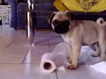 crazy pug puppy playing with toilet paper crazy pug puppy playing with toilet paper