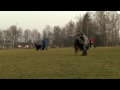 Freestyle: Kreativ hundesport for alle!