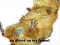 Guinea Pig Song