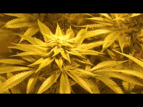 how to cure tahoe og