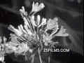 Bolex H16 Test Footage
