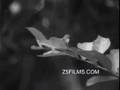 Bolex H16 Test Footage
