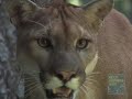 Puma Pumpkin Play at Queens Zoo
