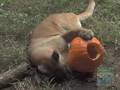 Puma Pumpkin Play at Queens Zoo