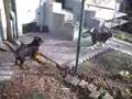 Rotvajler Video