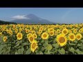 富士山とひまわり畑 Sunflower field with Mt.Fuji